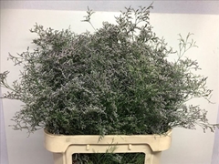Limonium Beltlaard 90cm 40gr.