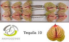 Anthurium Tequila 15cm Hd