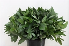 Eucalyptus Robusta Juveniel 55cm