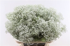 Gypsophila Paniculata Million Stars 80cm 40gr.