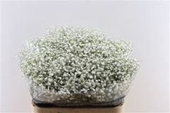 Gypsophila Paniculata Cosmic 80cm 35gr.