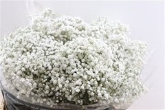 Gypsophila Paniculata Xlence 80cm 35gr.