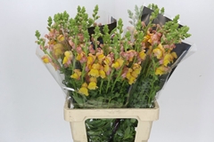 Antirrhinum Costa Orange 70cm
