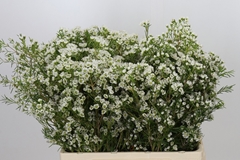 Chamelaucium Grace 60cm 60gr.