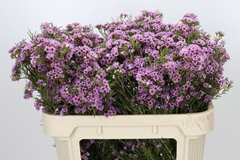 Chamelaucium Giselle 70cm 40gr.