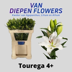 Lily Oriental Tourega 75cm 4+