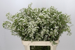 Chamelaucium Grace 80cm 65gr.