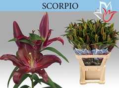 Lily Oriental Scorpio 90cm 5+