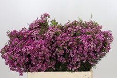 Chamelaucium Kalbarri 60cm 50gr.