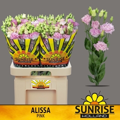 Eustoma Double Alissa Pink 70cm