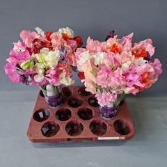 Lathyrus Parfum Mixed In Bunch 35cm