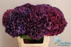 Hydrangea Rubyred Purple 60cm 17-19cm Hd
