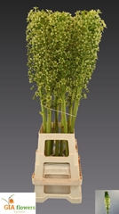 Eucomis Pole-Evansii Goliath 100cm