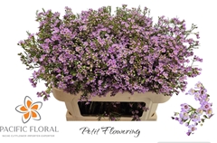 Chamelaucium Wendy Rose 70cm 60gr.