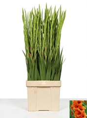Gladiolus Prince Of Orange 100cm 25gr.