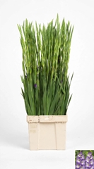 Gladiolus Madonna 100cm 25gr.