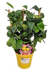 Citrus Limon 14Ø 40cm