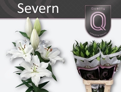 Lily Oriental Severn 95cm 5+