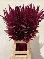 Amaranthus Cruentus Velvet 80cm