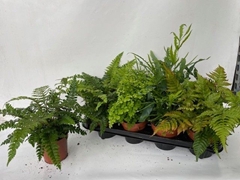 Ferns Mix 12Ø 30cm