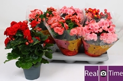 Begonia Double Mix 14Ø 35cm