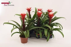 Guzmania Hope 12Ø 40cm