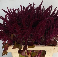 Amaranthus Cruentus Oeschberg 60cm
