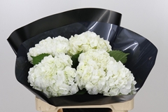 Hydrangea White 60cm 17cm Hd