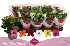 Kalanchoe Single Mix 6 Colours 10Ø 22cm