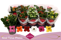 Kalanchoe Single Mix 6 Colours 10Ø 22cm