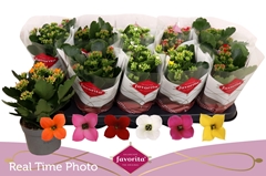 Kalanchoe Single Mix 6 Colours 10Ø 22cm