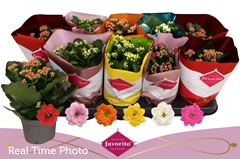 Kalanchoe Double Perfecta Mix 10Ø 22cm