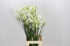 Nerine Adele 80cm