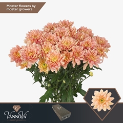 Chrysanth Spray Baltica Salmon 70cm 85gr.