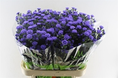 Aster Astee Dark Milka 80cm 30gr.