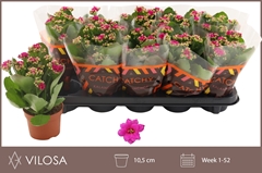 Kalanchoe Double Rosalina Geraldo Purple 10Ø 23cm
