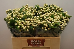 Hypericum Magical Snowprince 50cm