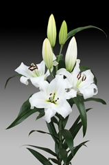 Lily Oriental Tourmalet 100cm 4+