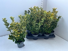 Euonymus Aureus 13Ø 50cm