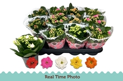 Kalanchoe Double Mix 9Ø 17cm