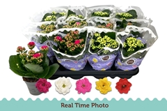Kalanchoe Double Mix 9Ø 19cm