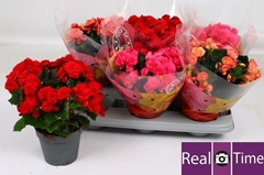 Begonia Double Mix 14Ø 28cm
