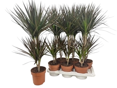 Dracaena Magenta 17Ø 75cm
