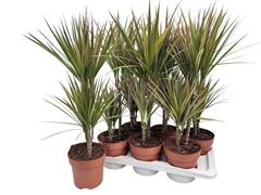 Dracaena Bicolor 17Ø 75cm