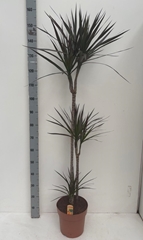 Dracaena Magenta 24Ø 150cm