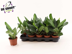 Ficus Benghalensis Audrey 12Ø 37cm