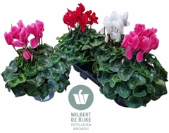 Cyclamen Super Serie Mammoth 17Ø 35cm