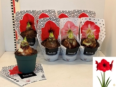 Hippeastrum Mix 14Ø 20cm
