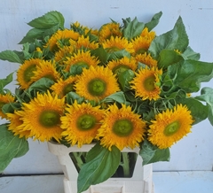 Helianthus Solano Double 85cm