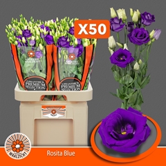 Eustoma Double Rosita Blue 70cm
